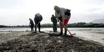 MARISCADORES . PEDREÑA. MARISCADORAS.
ALMEJAS.
6 11 2017