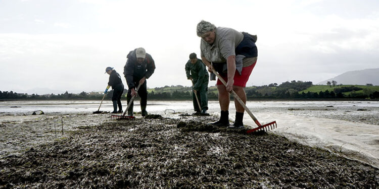 MARISCADORES . PEDREÑA. MARISCADORAS.
ALMEJAS.
6 11 2017